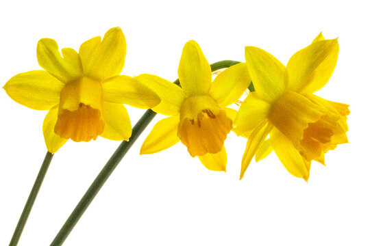 Narcisos amarillos sobre un fondo blanco
