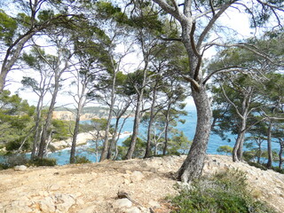 Mittelmeerküste Provence mit Bäumen