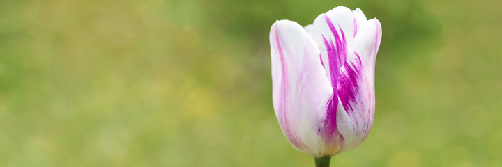 the bud of a white purple tulip flower in full bloom close up against a background of blurred green grass. space for text. banner