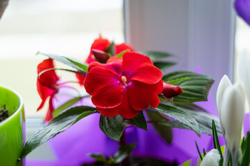 Bright beautiful red flower balm stands on the windowsill