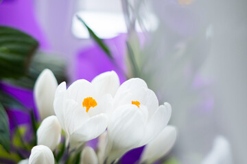Bright beautiful white crocus flower stands on the windowsill