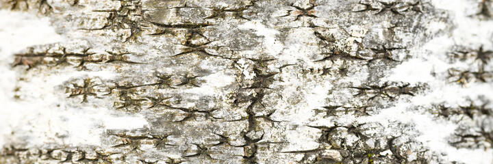 background of the texture of birch bark is white and black color. banner