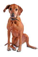 rhodesian ridgeback isolated on a white background