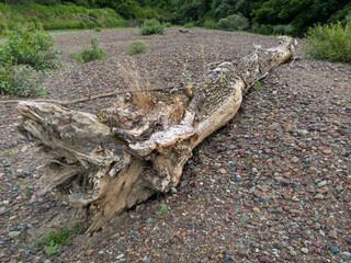 Fototapeta na wymiar Dead tree trunk on gravel beach near river, natural ecosystem