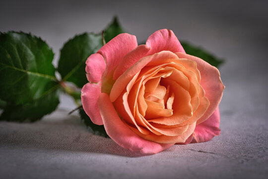 Orange rose on a gray background. High quality photo