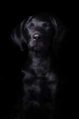 Labrador, Studio-Fotografie