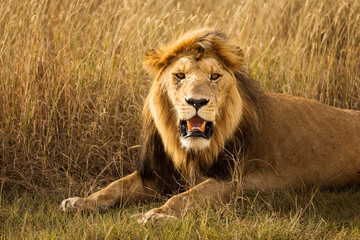 Closeup of a lion resting in the grass during safari in Serengeti National Park, Tanzania. Wild nature of Africa..