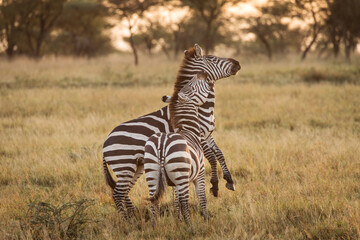 African zebras at beautiful landscape during sunrise safari in the Serengeti National Park....