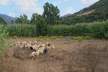 Italy, Sardinia 2019-10-03 Herd of sheep near Fluminimaggiore