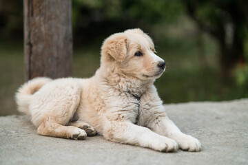 A pet golden retriever puppy chained and sitting on a cemented floor in a village in Nepal.