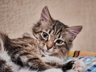 Beautiful gray and beige tabby and spotted cat close-up, sleeping and resting on the table, raising his head