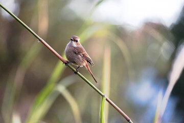 Fototapeta premium Brown bird