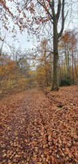 autumn in forest