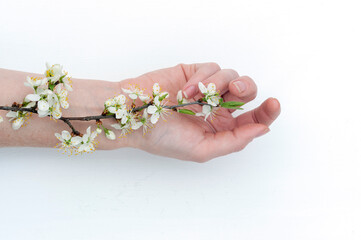 branch with flowers on the hand, hand care, moisturizing and softening the skin