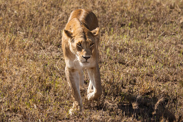 Closeup of a lioness coming straight to camera in the grass during safari in Serengeti National Park, Tanzania. Wild nature of Africa..