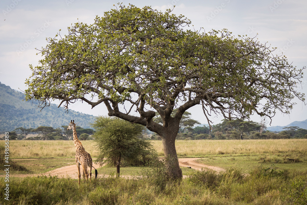 Wall mural Portrait of a giraffe looking on the camera during safari in Tarangire National Park, Tanzania, with beautiful acacia tree in background. Wild nature of Africa.