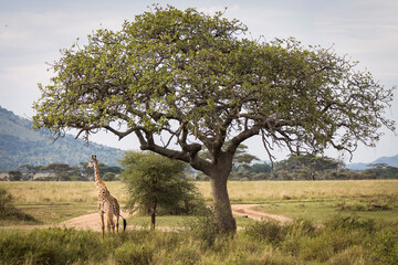 Fototapeta premium Portrait of a giraffe looking on the camera during safari in Tarangire National Park, Tanzania, with beautiful acacia tree in background. Wild nature of Africa.
