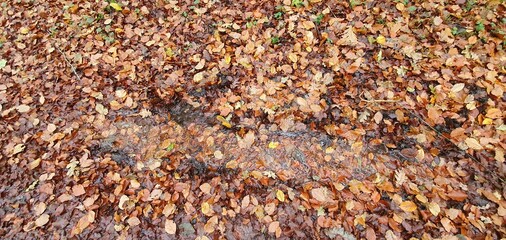 autumn in the forest