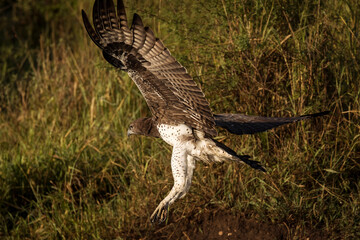Hawk landing in Serengeti National Park in Tanzania during safari with blue sky in background. Wild nature of Africa