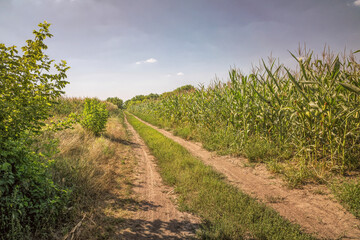 Fototapeta na wymiar Dirt road and summer cornfield