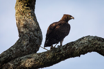 Hawk resting on a tree in Serengeti National Park in Tanzania during safari with blue sky in background