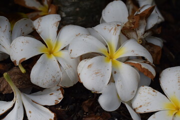 Fototapeta na wymiar white frangipani flower in fall season