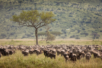 Fototapeta na wymiar Migration of wildebeast during safari in National Park of Serengeti, Tanzania. Wild nature of Africa.