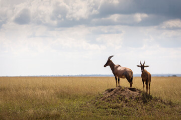 Closeup of Impala image taken on Safari located in the Serengeti, National park, Tanzania. Wild nature of Africa..