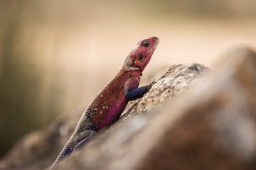Colorful agama reptile during safari in National Park of Serengeti, Tanzania. Wild nature of Africa.