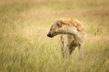 Hyena in the grass during safari in National Park of Ngorongoro, Tanzania. Wild nature of Africa