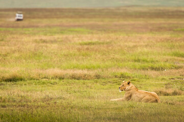 Lioness resting in the grass during safari in Ngorongoro National Park, Tanzania. Wild nature of Africa..