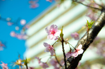 桜の花