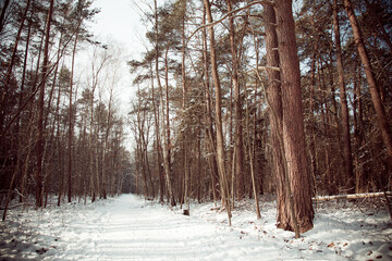 Old trees in the forest