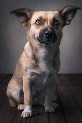 Hund Studio-Fotografie