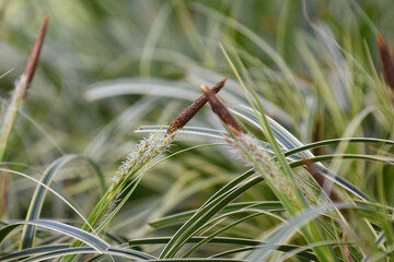 gestreiftes Ziergras