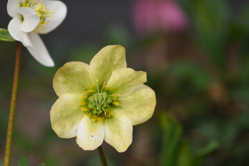 Fototapeta premium Schneerose