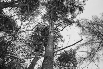 Old trees in the forest