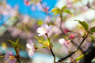 花見