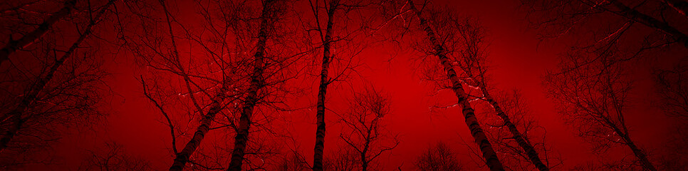 Bloody sunset in the forest. Silhouettes of trees on a red background. Horror mystic nightmare...