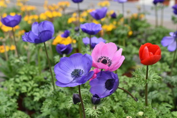 Anemone