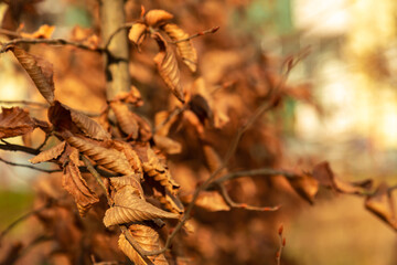 brown dry leaves