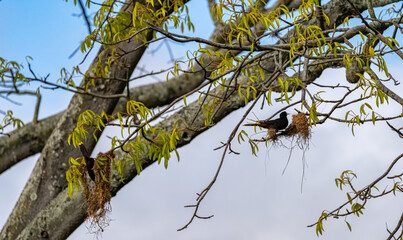 Oropendola or Conoto bird building a nests on tree branches.
