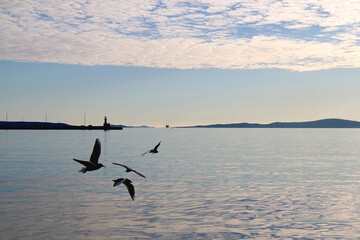 Fototapeta na wymiar Seagulls flying above the sea. Small lighthouse in the background. Beautiful landscape in Split, Croatia.