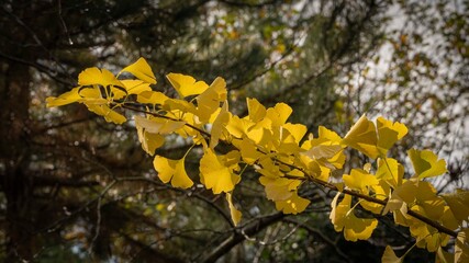 Branch with yellow and gold leaves on ginkgo tree (Ginkgo biloba), known as ginkgo or ginkgo. Yellow leaves on background of blurred foliage. Golden foliage as background and nature concept for design