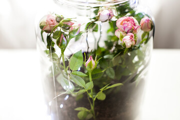 Closeup of terrarium with pink roses