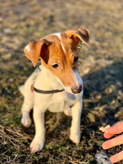 funny puppy jack russell terrier close up