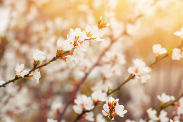 Closeup tender flowers of blooming cherry, floral white branch of sakura under sunlight, spring in soft romantic tones