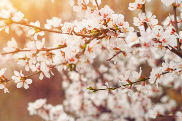 Closeup tender flowers of blooming cherry, floral white branch of sakura under sunlight, spring in soft romantic tones
