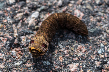 Close up of a elephant hawk moth caterpillar