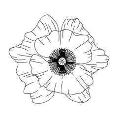 Poppy flower bud illustration. Modern botanical drawing for pattern, logo, template, banner, posters, invitation and greeting card design. Black poppy outline. Spring wild flower design.